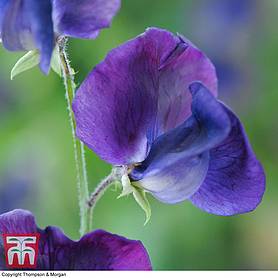 Sweet Pea 'King Size Navy Blue' - Seeds