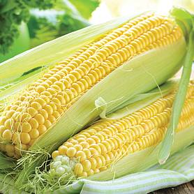 Sweetcorn seeds x 20 Earlyking F1 Sweetcorn seeds uk seller free and fast post