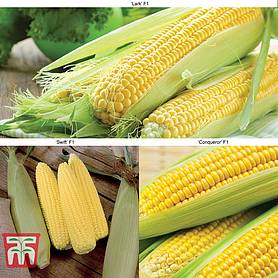 Sweetcorn Collection