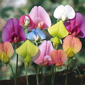 Sweet Pea 'Annual Species Mixed'