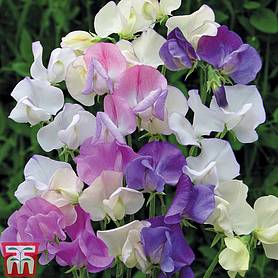 Sweet Pea 'Scent Infusion'