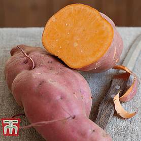 Sweet Potato 'Erato Orange'