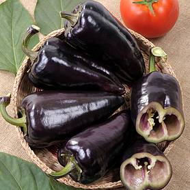 Sweet Pepper 'Black Knight' F1 Hybrid - Seeds