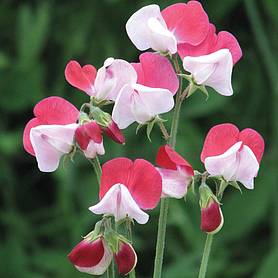 Sweet Pea 'Little Red Riding Hood'