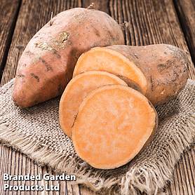 Sweet potato 'Evangeline'