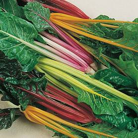 Swiss Chard 'Five Colour Silverbeet' - Heritage