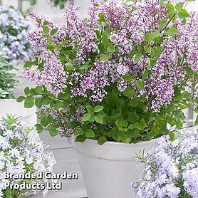 Syringa meyeri 'Flowerfesta® Purple'