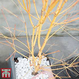 Acer palmatum 'Bi hoo'