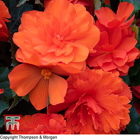 Begonia 'NonStop Mocca Bright Orange'