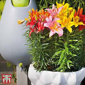 100 Lily Asiatic Mix Garden Plant Hardy Bulb Flowering Garden Plants Easy to Grow Your Own 100x Bulbs by Thompson and Morgan