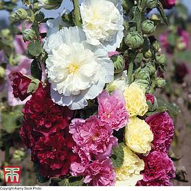 Hollyhock 'Chater's Double Mixed'