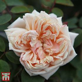 Rose 'Gloire de Dijon'