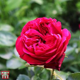Rose 'Red Eden Rose'