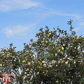 Burnet rose (Hedging)