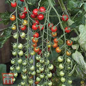 Tomato 'Sweet Million' F1 Hybrid - Seeds