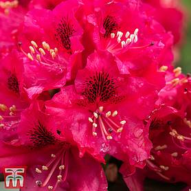 Rhododendron 'Marie Fortie'