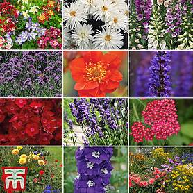 Perfect Perennial Collection Garden Plant Hardy Perennial Flowering Garden Plants Easy to Grow Your Own 144x Plug Plants by Thompson and Morgan 144 