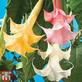 Brugmansia suaveolens 'Double Fragrant Collection'