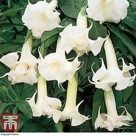 Brugmansia suaveolens 'Double Fragrant White'