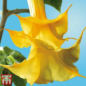young plant! Brugmansia frutti yellow 