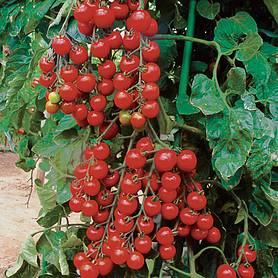 Tomato 'Suncherry Premium' F1 Hybrid - Seeds