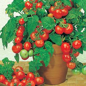 Tomato 'Vilma'