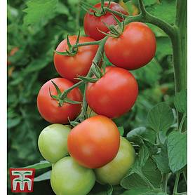 Grafted Tomato Plants 'Moneymaker'