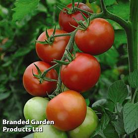 Grafted Tomato Plants 'Moneymaker'
