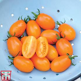 Tomato 'Orange Beauty' F1 Hybrid
