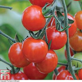 Tomato 'Sweet Aperitif' - Seeds