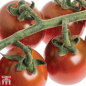Tomato 'Solena Chocolate' F1 Hybrid
