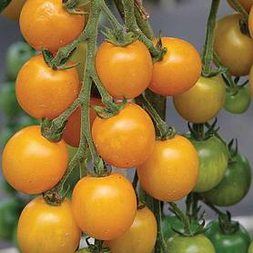 Tomato 'Goldkrone'