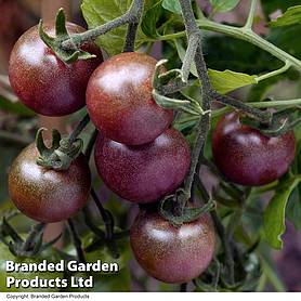 Tomato 'Black Cherry' - Kew Vegetable Collection