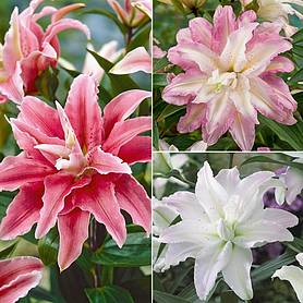 Tree Lily 'Crystal' Collection