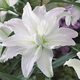 Tree Lily 'Picasso'