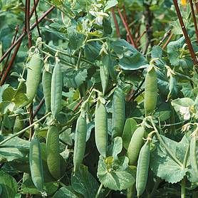 Pea 'Kelvedon Wonder' - Start-A-Garden™ Seed Range