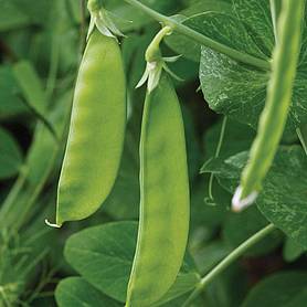 Pea 'Mangetout' - Start-A-Garden™ Seed Range