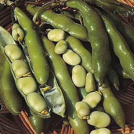 Broad Bean 'The Sutton' - Start-A-Garden™ Seed Range