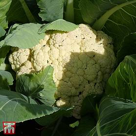 Cauliflower 'All Year Round' - Start-A-Garden™ Seed Range