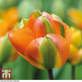 Tulip 'Tangerine Green'