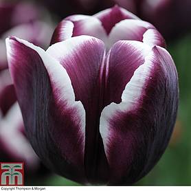 Tulip 'Jackpot'