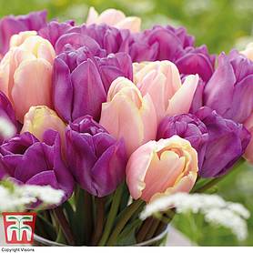 Tulip 'Magic Lavender' and 'Mango Charm' Collection