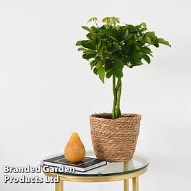 Umbrella Plant with Braided Stem