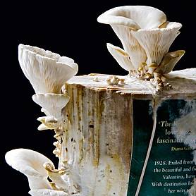 Grey Oyster Mushroom Book Spawn 50g
