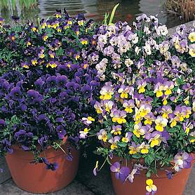 Pansy 'Singing the Blues'