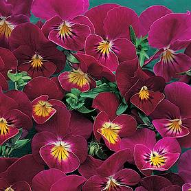 Viola hybrida 'Rose Shades'