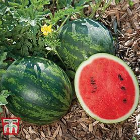 Watermelon 'Mini Love' F1 Hybrid Potted Plant