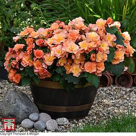 Begonia 'Sunpleasures® Apricot'