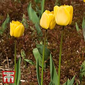 Tulip 'Golden Apeldoorn'