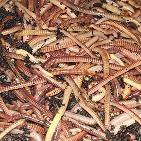 Tiger Worms